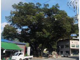 금산군, 보호수 지정 대상목 발굴 나서 기사 이미지