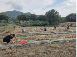 금산군청 산림녹지과 직원들, 농번기 맞아 농촌일손돕기 봉사활동 기사 이미지