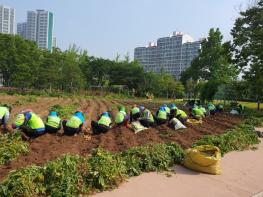 구로구, 도시농업체험장 감자 재배 수확물 전달식 개최 기사 이미지