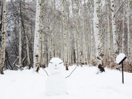 영양군 국립 영양 자작누리 치유의 숲 유치 확정 기사 이미지