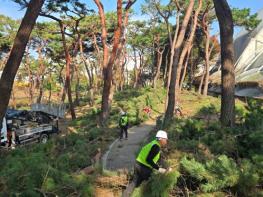 청주시, 솔밭공원 위험목 제거 완료 기사 이미지