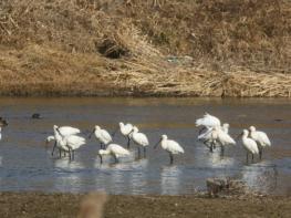 공익단체 늘푸른나무, 논산 연산천에서 노랑부리저어새 월동중 기사 이미지