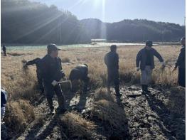 단양군, 농기계 진입 어려운 논, 쌀전업농이 벼 수확 지원 기사 이미지