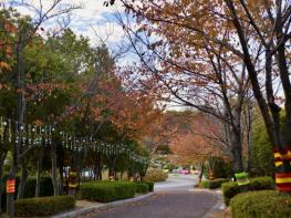 울산남구도시관리공단, 고래문화마을 나무들 겨울옷을 입다 기사 이미지