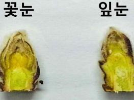 안동시, 올해 사과농사 준비는 꽃눈 충실 여부 확인이 먼저! 기사 이미지