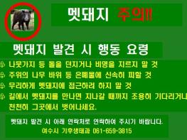 여수시, 겨울철 “멧돼지 출몰 대비” 시민 안전 관리 강화 기사 이미지