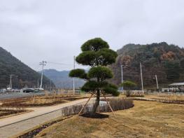 한국전문임업인협회 평창군협의회, 평창치유정원에 조형 소나무 기증 기사 이미지