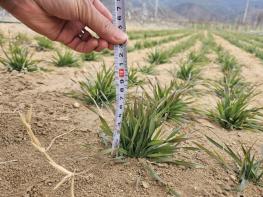 군위군, 조사료 자급률 높인다… 과학영농실증시범포 트리티케일 실증시험 주목 기사 이미지