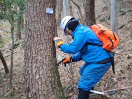 통영시, 소나무재선충병 전략적 방제 추진 기사 이미지
