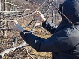 옥천군농업기술센터, 겨울철 과수 화상병 궤양 집중 예찰 실시 기사 이미지