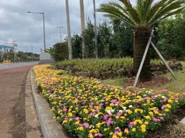 서귀포시 남원읍, 사계절 꽃 경관 조성 본격 추진 기사 이미지