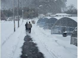 청양군, “겨울철 대설·한파, 10분 사전 점검이 하우스를 지킵니다” 기사 이미지