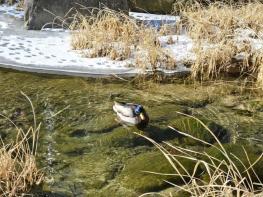 성북구 주요 하천 수질 양호… 통합수질지수 '좋음' 기록 기사 이미지