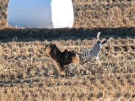 울산시 울주 온양들녘서 맹금류 참매·말똥가리 먹이다툼 포착  기사 이미지