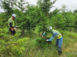 서귀포시, 2026년 숲 가꾸기 패트롤 근로자 채용 공고 기사 이미지