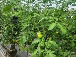 영광군, 겨울철 토마토 병해 관리 철저 당부 기사 이미지