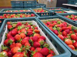 남원 설향딸기 올해 홍콩으로 첫 수출 ! 기사 이미지