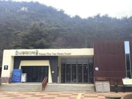 보은군, 몰입형 미디어아트 공간 '소나무 미디어 숲' 정식 개관 기사 이미지
