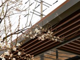 봄을 알리는 하얀 숨결, 울진 ‘매화’ 꽃망울 활짝 기사 이미지