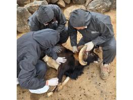 대구시 달성공원관리소, 구제역 백신 일제접종… 사슴 등 4종 47마리 기사 이미지