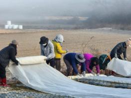 정읍시 여성단체협의회, 옹동면 양파 농가서 일손 돕기 기사 이미지