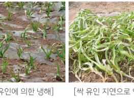 충북농기원, '마늘 싹 유인 늦어지면 수확량 최대 30% 감소' 기사 이미지