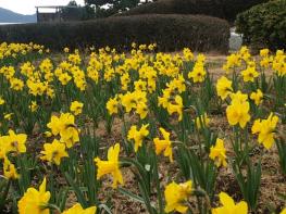 16만 포기의 수선화가 연출하는 노오란 물결의 향연 -이기대공원, 황령산 생태숲으로 수선화 보러오세요!! 기사 이미지