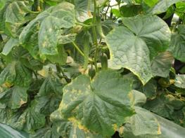 충남도 “봄철 스마트팜 병해충 비상…통합 방제해야” 기사 이미지