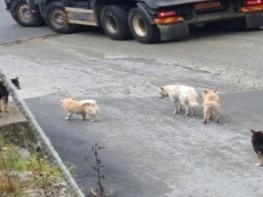 김해시, 야생(들)개 긴급구조 사업 추진 기사 이미지