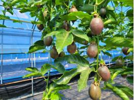남원 대표 아열대 과수로 성장... 재배농가 소득 증대 기여 기사 이미지