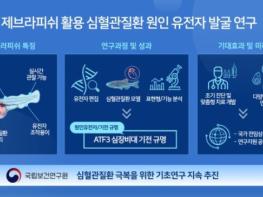 질병관리청, 비후성 심근병증 발병 기전 규명 물고기 모델로 원인 유전자 확인 기사 이미지