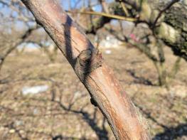 경기도, '과수화상병' 개화기 약제방제 및 예방수칙 이행 철저 당부 기사 이미지
