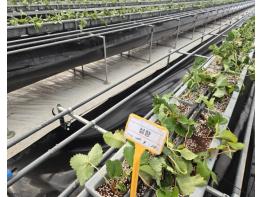 논산시농업기술센터, 고품질 딸기 생산을 위한 우량묘 정식완료 기사 이미지