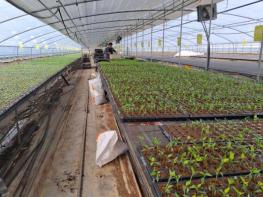 서천군, 고추 육묘농가에 칼라병 매개 총채벌레 방제 당부 기사 이미지