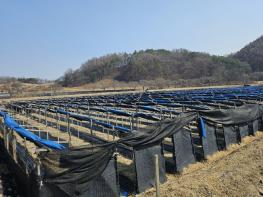 금산군, ‘기후변화 대응 인삼재배, 봄철관리가 중요’ 기사 이미지