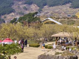 제27회 구례산수유꽃축제 성공적으로 마무리 기사 이미지