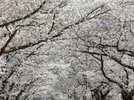 영암군, 벚꽃과 함께 달린다...전국 러너 맞이 벚꽃마라톤대회 개최 기사 이미지