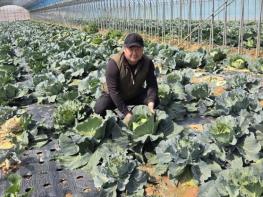 전남도, 4월 친환경농산물에 영암 ‘양배추’ 기사 이미지