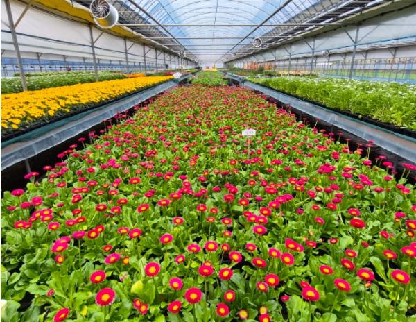 순천시, 도심 곳곳 봄꽃 물결… 읍면동에 19만 본 분양 