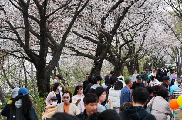 동대문구, 봄꽃길에 10만 인파 모였다…트로트축제·봄꽃축제 성황