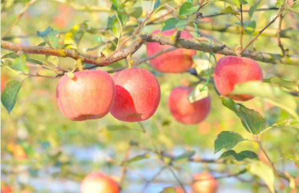 순창군, 과수 화상병 원천 차단 나선다 기사 이미지
