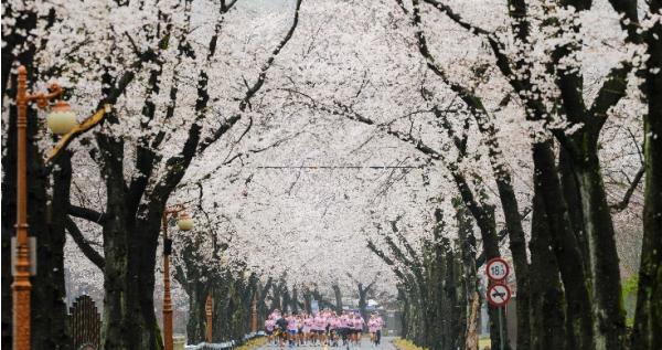 진안군, 우중(雨中) 속 신비로운 벚꽃 러닝.. '2026 진안 벚꽃&웰니스 힐링 런트립' 성료 기사 이미지