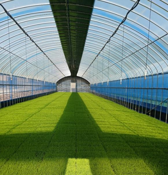 진안군, 벼 안전육묘 관리 강화 기사 이미지