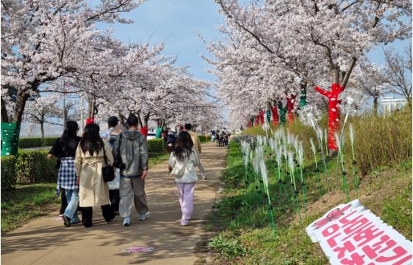 강릉 봄 관광 이끈 ‘2026 경포 벚꽃 축제’ 성료… 통합 홍보로 도심 전역 활기 기사 이미지