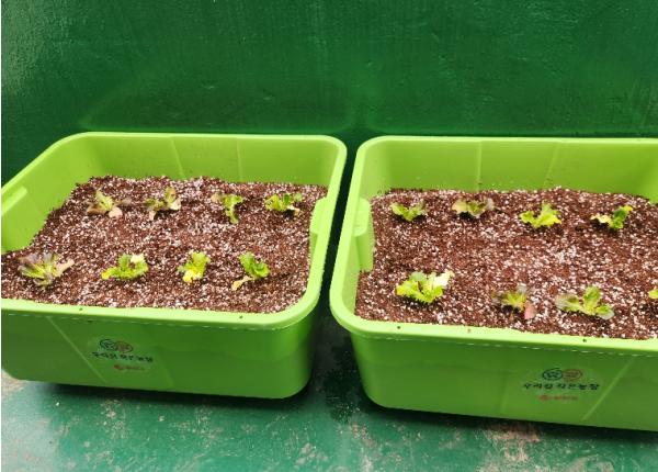 '만 원으로 가꾸는 미니 텃밭!' 동작구, 상자텃밭 600세트 분양 기사 이미지