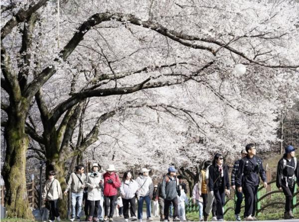 늦게 피어 더 깊고 아름다운 봄..진안, 벚꽃으로 물들어 기사 이미지