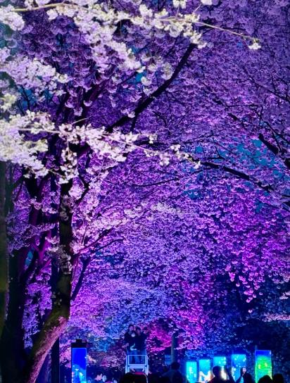 “벚꽃은 김포” 외치게 한 인생숏… 환상의 밤 펼쳐진 ‘2026 김포 벚꽃축제’ 기사 이미지