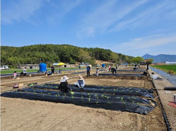 고성군, 주말농장 개장! “농업 체험하며 힐링” 기사 이미지