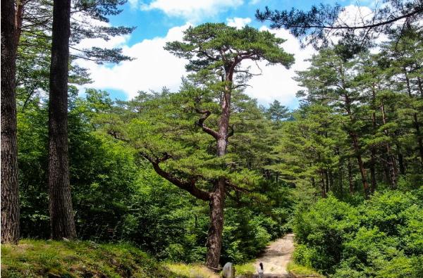  올봄 숲길 트레킹은 동서트레일 경북에서! 기사 이미지