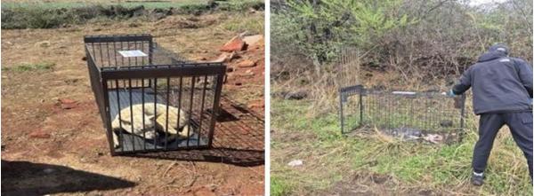 서귀포시, 중산간 유기견(들개) 집중포획 실시